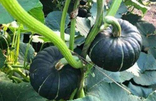 吃瓜是哪个平台的网红 第2张 吃瓜是哪个平台的网红 第2张